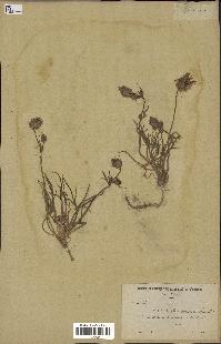 spécimen de Catananche arenaria