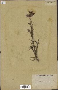 spécimen de Catananche arenaria