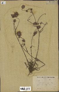 spécimen de Catananche arenaria