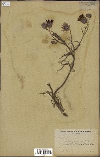 spécimen de Catananche arenaria