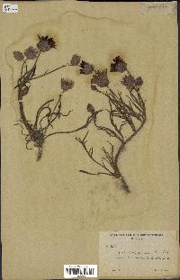 spécimen de Catananche arenaria