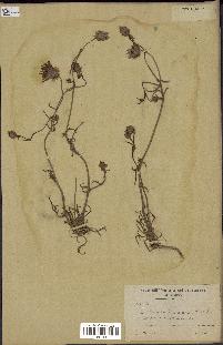 spécimen de Catananche arenaria