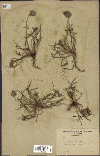 spécimen de Catananche arenaria