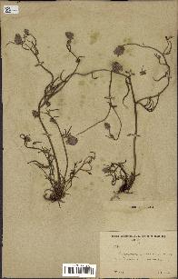 spécimen de Catananche arenaria