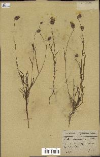 spécimen de Catananche arenaria