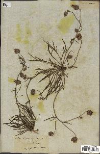 spécimen de Catananche arenaria
