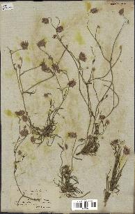 spécimen de Catananche arenaria