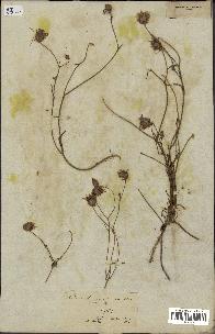 spécimen de Catananche arenaria