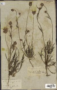 spécimen de Catananche arenaria