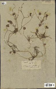 spécimen de Catananche arenaria
