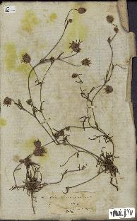 spécimen de Catananche arenaria