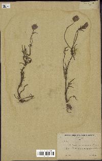 spécimen de Catananche arenaria