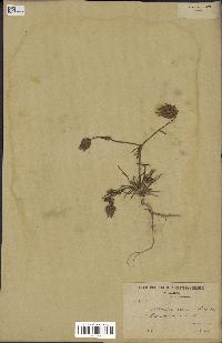 spécimen de Catananche arenaria