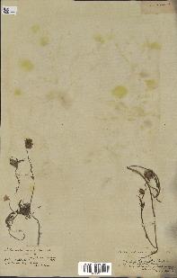 spécimen de Catananche arenaria