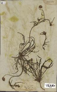 spécimen de Catananche arenaria