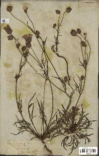 spécimen de Catananche arenaria