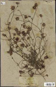 spécimen de Catananche arenaria