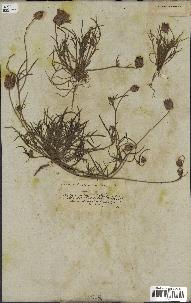 spécimen de Catananche arenaria