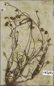 spécimen de Catananche arenaria