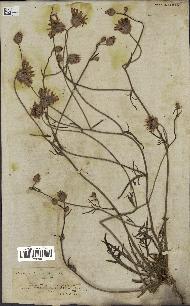 spécimen de Catananche arenaria