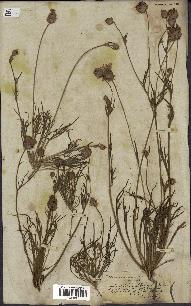 spécimen de Catananche arenaria