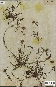 spécimen de Catananche arenaria