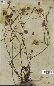 spécimen de Catananche arenaria