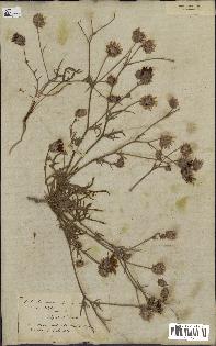 spécimen de Catananche arenaria