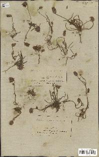spécimen de Catananche arenaria