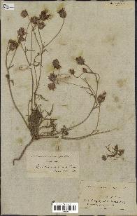 spécimen de Catananche arenaria