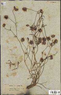 spécimen de Catananche arenaria