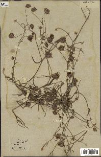 spécimen de Catananche arenaria
