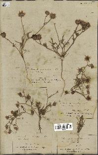 spécimen de Catananche arenaria