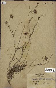spécimen de Catananche arenaria