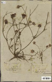 spécimen de Catananche arenaria
