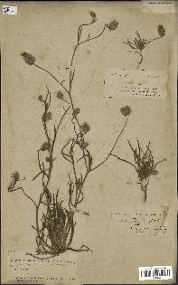 spécimen de Catananche arenaria