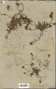 spécimen de Catananche arenaria
