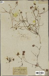 spécimen de Catananche arenaria