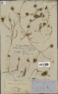 spécimen de Catananche arenaria