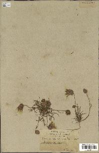 spécimen de Catananche arenaria