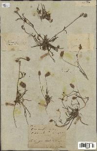 spécimen de Catananche arenaria