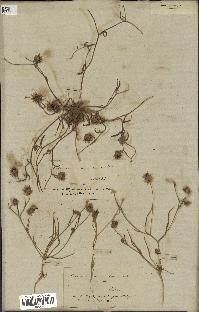 spécimen de Catananche arenaria