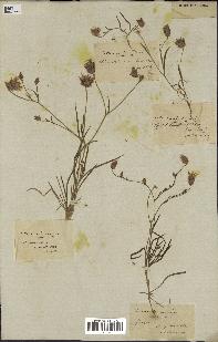 spécimen de Catananche arenaria