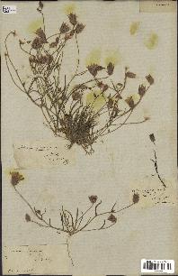 spécimen de Catananche arenaria