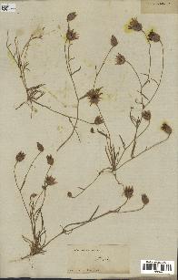spécimen de Catananche arenaria