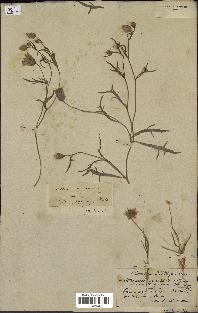 spécimen de Catananche arenaria