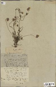 spécimen de Catananche arenaria