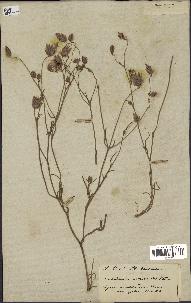 spécimen de Catananche arenaria
