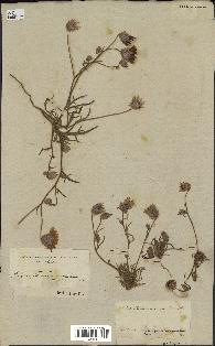 spécimen de Catananche arenaria
