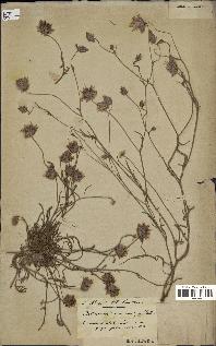 spécimen de Catananche arenaria